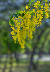 Image showing Yellow Golden shower Cassia fistula flower