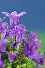 Image showing Dalmatian bellflower (Campanula portenschlagiana)