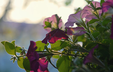 Image showing Petunia flowers and sunset 