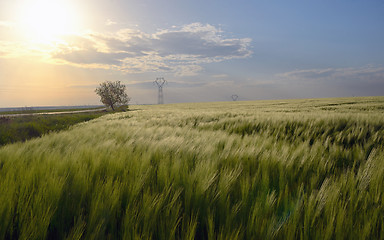 Image showing Sunset over green rye field