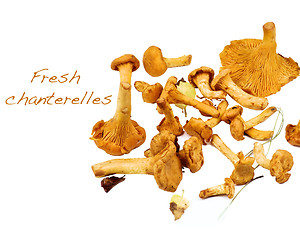 Image showing Raw Chanterelles Mushrooms