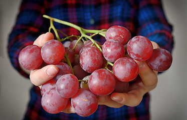 Image showing Young woman holding grapes