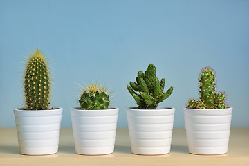 Image showing Different types of  cactus in pots 