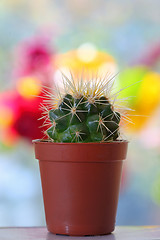 Image showing Cactus in pot on table