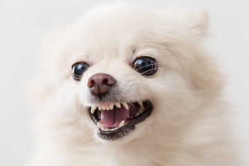 Image showing White pomeranian getting angry