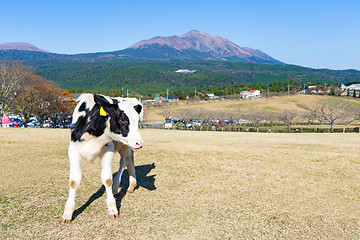 Image showing Cow farm