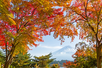 Image showing Mountain Fuji with maple tree