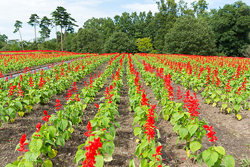 Image showing Red Salvia field