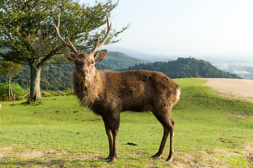 Image showing Male deer