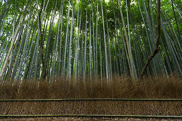 Image showing Bamboo pathway