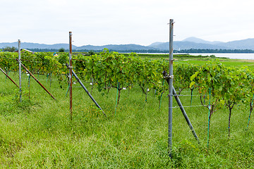 Image showing Grape farm