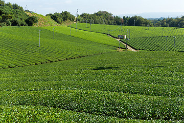 Image showing Green Tea farm