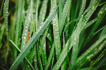 Image showing Fresh thick grass with dew drops