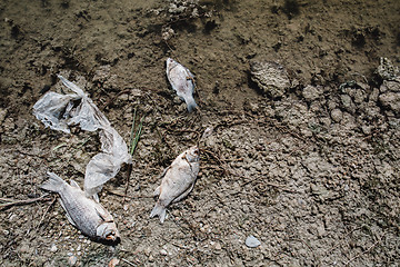 Image showing Dead fish on the pond.