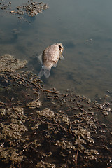 Image showing Dead fish on the pond.