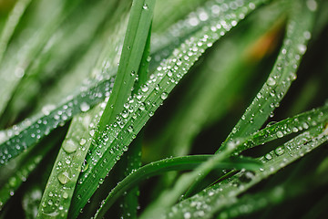 Image showing Fresh thick grass with dew drops