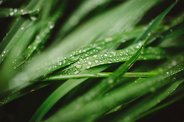 Image showing Fresh thick grass with dew drops