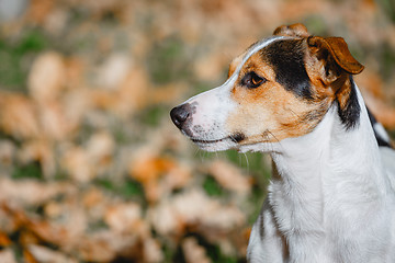 Image showing Dog sitting in autumn leave