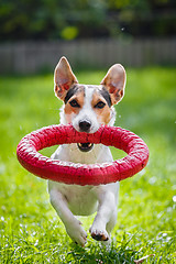 Image showing Jack Russell Terrier running witn toy