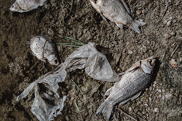 Image showing Dead fish on the pond.