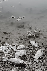 Image showing Dead fish on the pond.