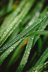 Image showing Fresh thick grass with dew drops