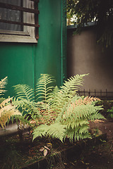 Image showing Fern in the garden