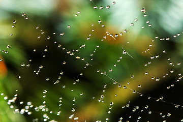 Image showing spiderweb