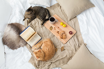 Image showing two cats lying on blanket at home in autumn