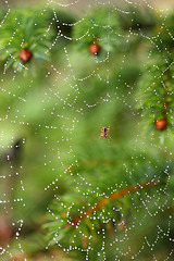 Image showing spiderweb