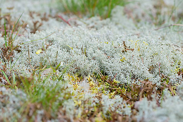 Image showing Macro shot of white reindeer moss