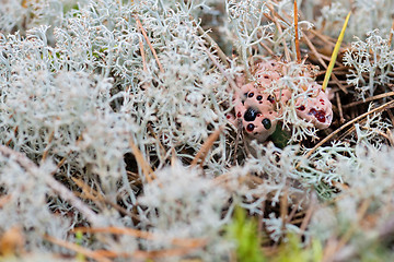 Image showing Hydnellum peckii - mushroom in mossy forest