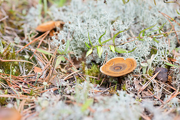 Image showing Macro shot of mushroom in white reindeer moss