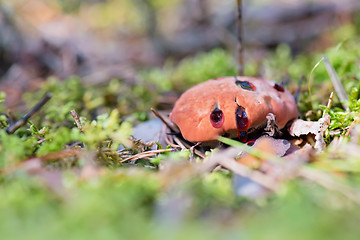 Image showing Hydnellum peckii - mushroom in mossy forest