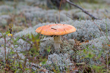 Image showing Amanita growing on forest