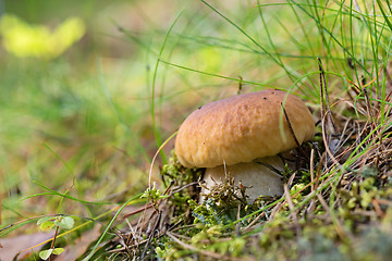 Image showing Brown cap boletus growing on forest