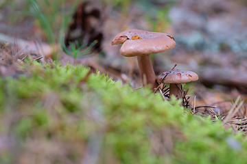 Image showing Lactarius rufus growing on forest