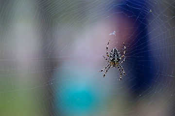 Image showing Spider sits on the web