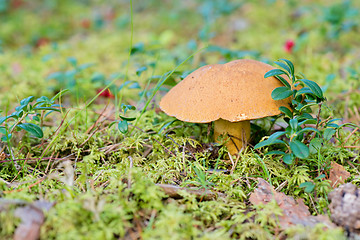 Image showing Xerocomus growing on forest