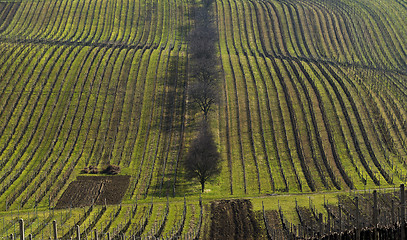 Image showing Landscape with vineyard and trees in line in spring