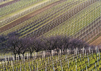 Image showing Landscape with vineyard and trees in line in spring