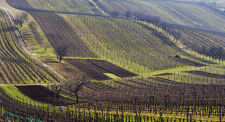 Image showing Landscape with vineyard and trees in spring