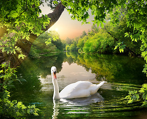 Image showing White swan on the lake