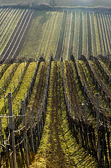 Image showing Landscape with vineyard  in early spring