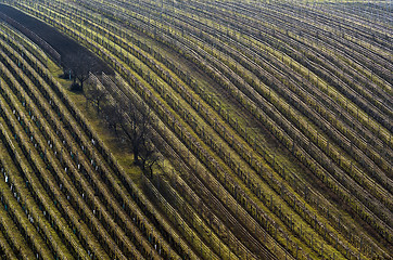 Image showing Detail of vineyard and trees in spring. 