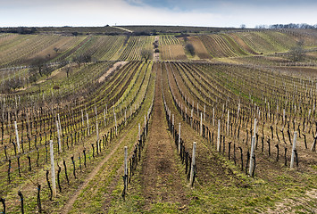 Image showing Landscape with vineyard and trees in spring
