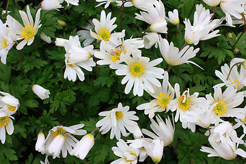 Image showing white flowers