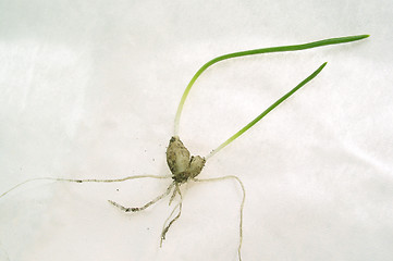 Image showing bulb on white background