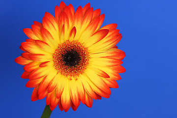 Image showing bright flower