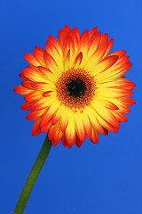 Image showing bright gerbera